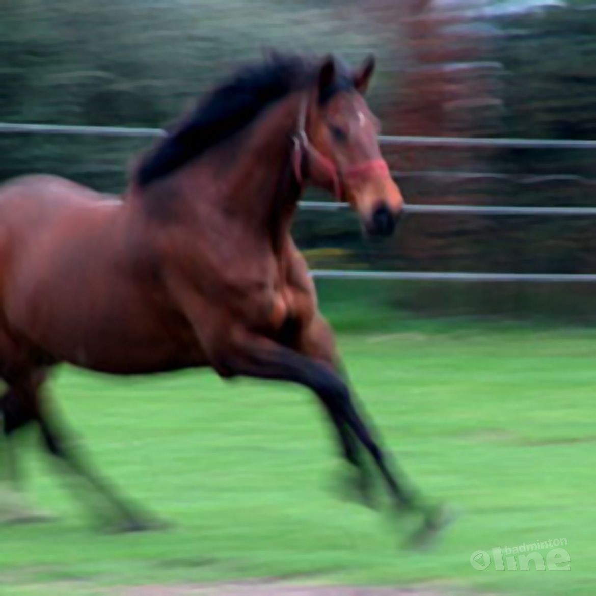 Bosch-Ridder en Khodabux-Ruiter in galop Bosch-Ridder en Khodabux-Ruiter in galop