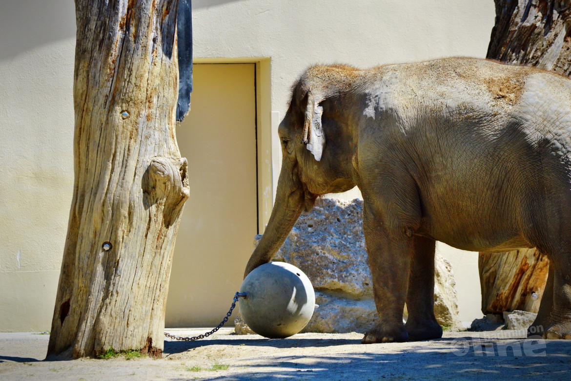 Trekken aan een kapotte olifant... Waar gaat dit over!? Trekken aan een kapotte olifant... Waar gaat dit over!?